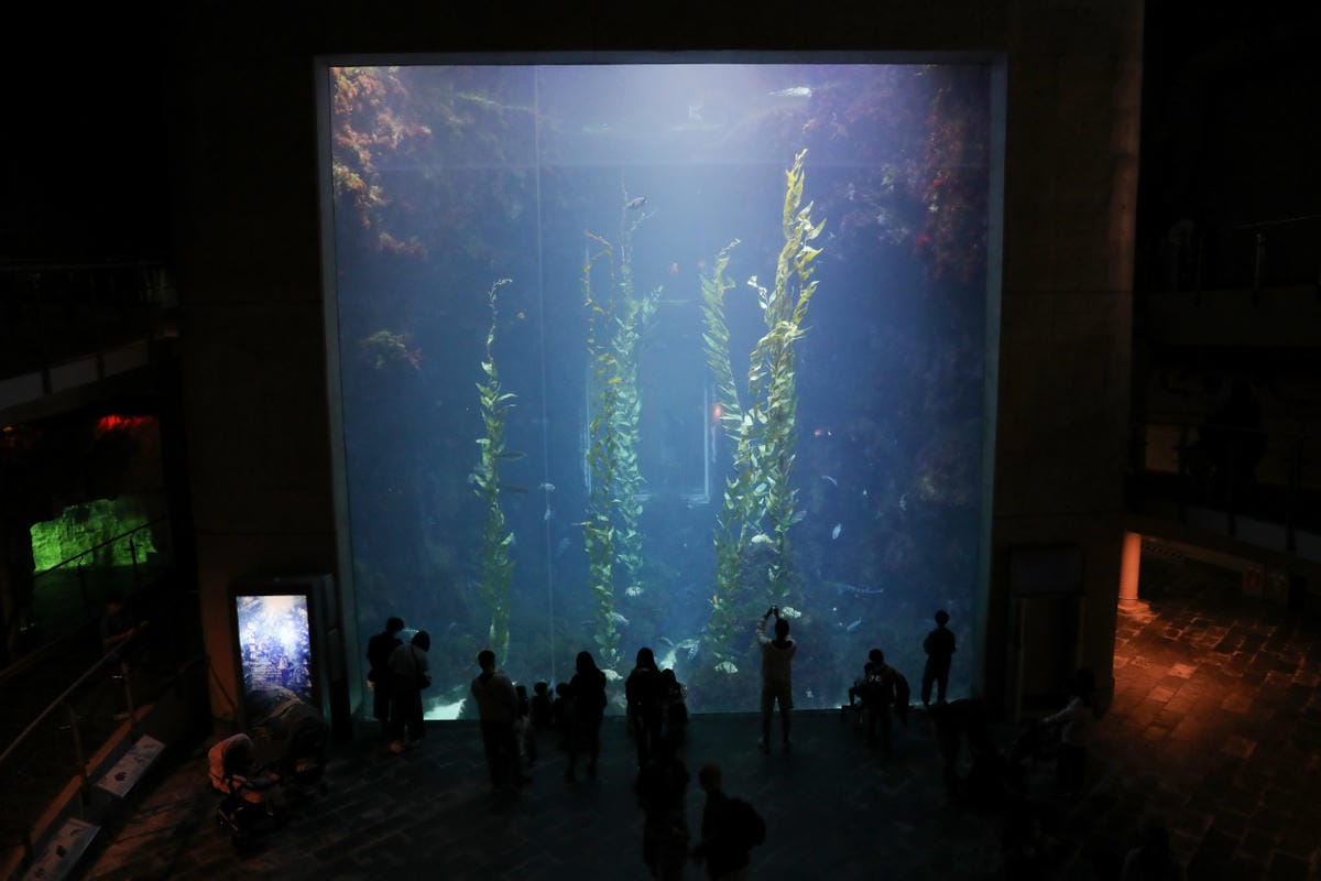 屏東親子旅遊推薦! 夜宿海生館 與魚兒共眠 住宿屏東海生館,後場飼育體驗+夜間探索+潮間帶生態觀察 - 第15張圖 屏東親子旅遊推薦! 夜宿海生館 與魚兒共眠 住宿屏東海生館,後場飼育體驗+夜間探索+潮間帶生態觀察