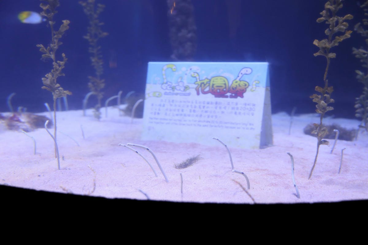 屏東親子旅遊推薦! 夜宿海生館 與魚兒共眠 住宿屏東海生館,後場飼育體驗+夜間探索+潮間帶生態觀察 - 第19張圖 屏東親子旅遊推薦! 夜宿海生館 與魚兒共眠 住宿屏東海生館,後場飼育體驗+夜間探索+潮間帶生態觀察