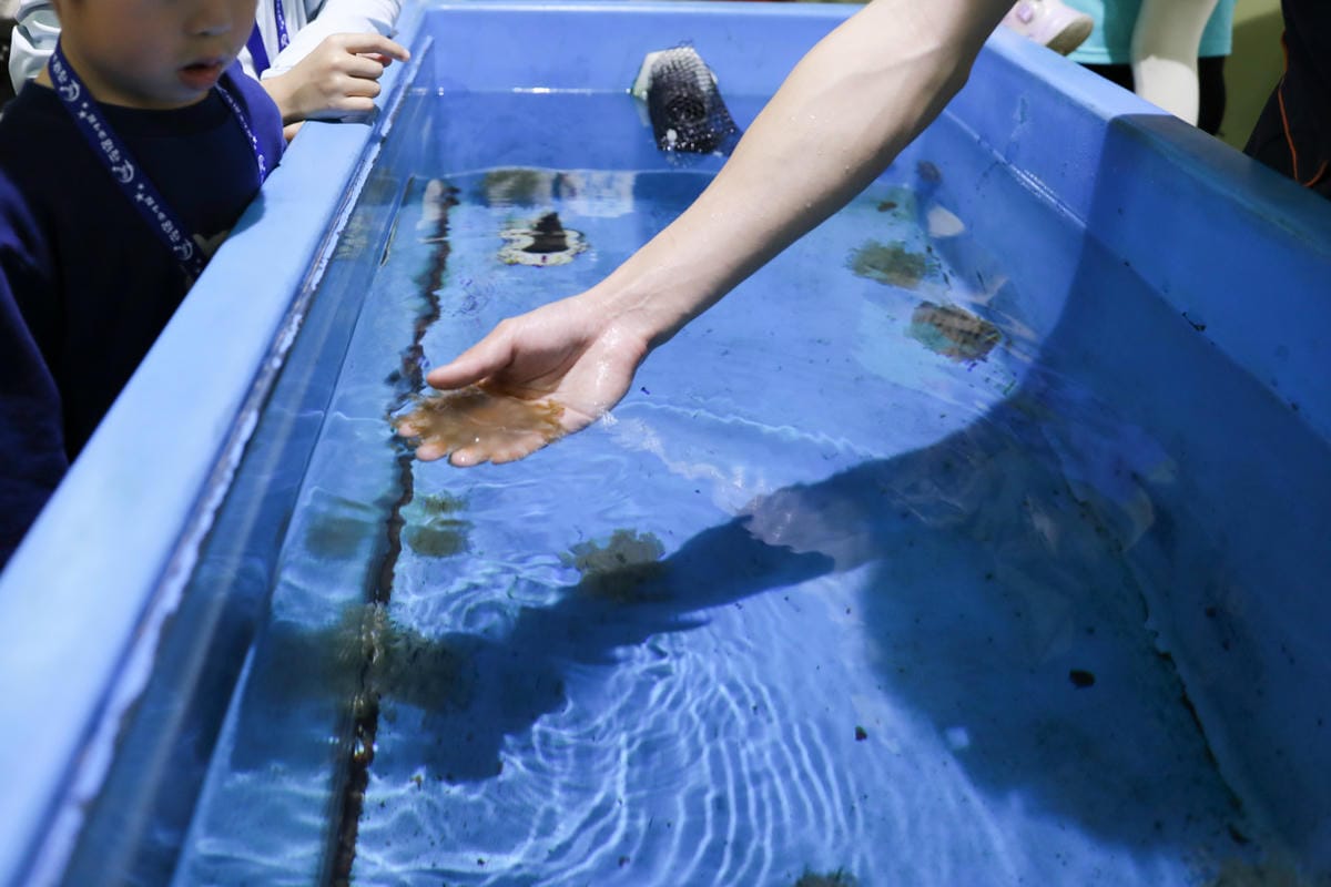 屏東親子旅遊推薦! 夜宿海生館 與魚兒共眠 住宿屏東海生館,後場飼育體驗+夜間探索+潮間帶生態觀察 - 第30張圖 屏東親子旅遊推薦! 夜宿海生館 與魚兒共眠 住宿屏東海生館,後場飼育體驗+夜間探索+潮間帶生態觀察