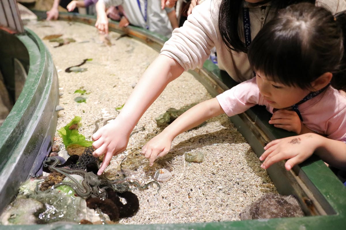 屏東親子旅遊推薦! 夜宿海生館 與魚兒共眠 住宿屏東海生館,後場飼育體驗+夜間探索+潮間帶生態觀察 - 第32張圖 屏東親子旅遊推薦! 夜宿海生館 與魚兒共眠 住宿屏東海生館,後場飼育體驗+夜間探索+潮間帶生態觀察
