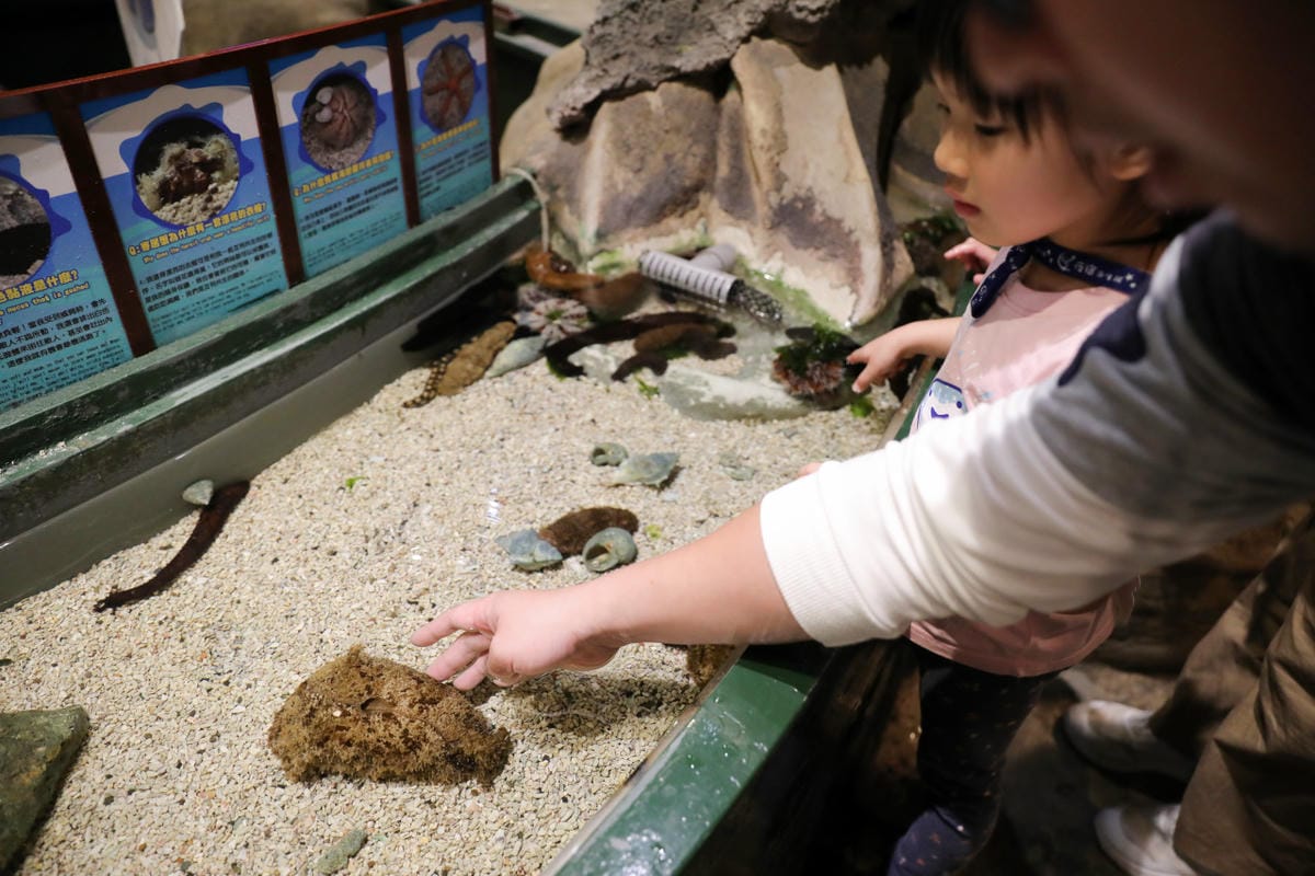 屏東親子旅遊推薦! 夜宿海生館 與魚兒共眠 住宿屏東海生館,後場飼育體驗+夜間探索+潮間帶生態觀察 - 第34張圖 屏東親子旅遊推薦! 夜宿海生館 與魚兒共眠 住宿屏東海生館,後場飼育體驗+夜間探索+潮間帶生態觀察