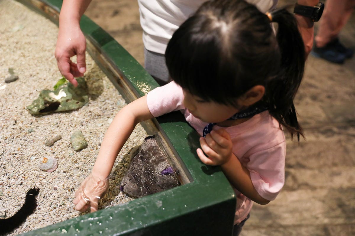 屏東親子旅遊推薦! 夜宿海生館 與魚兒共眠 住宿屏東海生館,後場飼育體驗+夜間探索+潮間帶生態觀察 - 第35張圖 屏東親子旅遊推薦! 夜宿海生館 與魚兒共眠 住宿屏東海生館,後場飼育體驗+夜間探索+潮間帶生態觀察