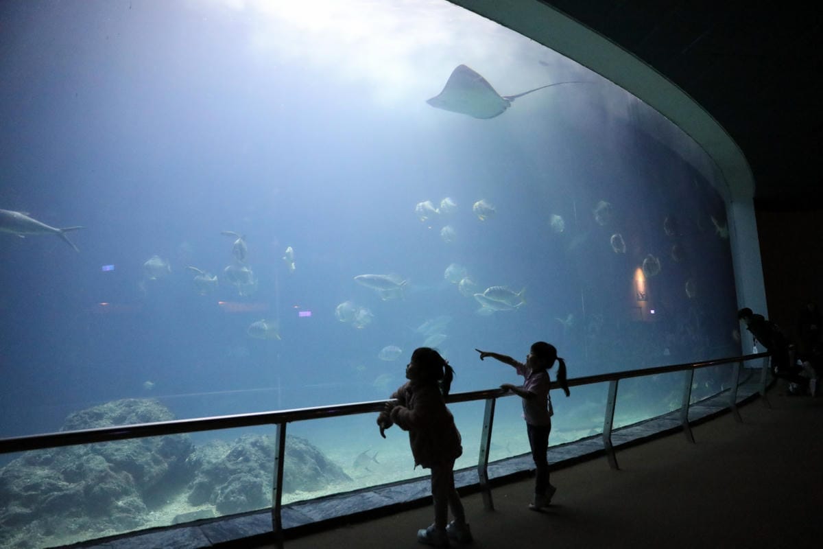 屏東親子旅遊推薦! 夜宿海生館 與魚兒共眠 住宿屏東海生館,後場飼育體驗+夜間探索+潮間帶生態觀察 - 第41張圖 屏東親子旅遊推薦! 夜宿海生館 與魚兒共眠 住宿屏東海生館,後場飼育體驗+夜間探索+潮間帶生態觀察