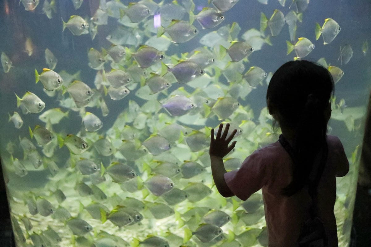 屏東親子旅遊推薦! 夜宿海生館 與魚兒共眠 住宿屏東海生館,後場飼育體驗+夜間探索+潮間帶生態觀察 - 第40張圖 屏東親子旅遊推薦! 夜宿海生館 與魚兒共眠 住宿屏東海生館,後場飼育體驗+夜間探索+潮間帶生態觀察