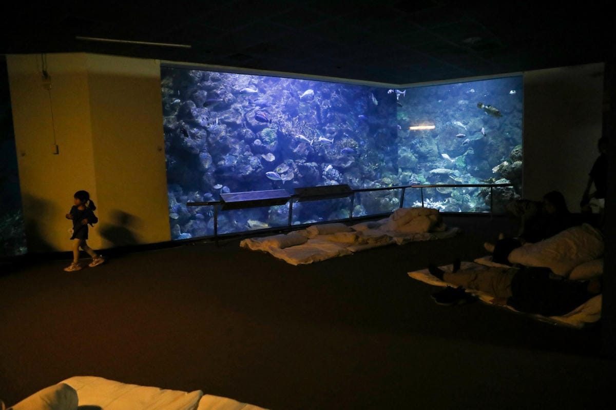 屏東親子旅遊推薦! 夜宿海生館 與魚兒共眠 住宿屏東海生館,後場飼育體驗+夜間探索+潮間帶生態觀察 - 第49張圖 屏東親子旅遊推薦! 夜宿海生館 與魚兒共眠 住宿屏東海生館,後場飼育體驗+夜間探索+潮間帶生態觀察