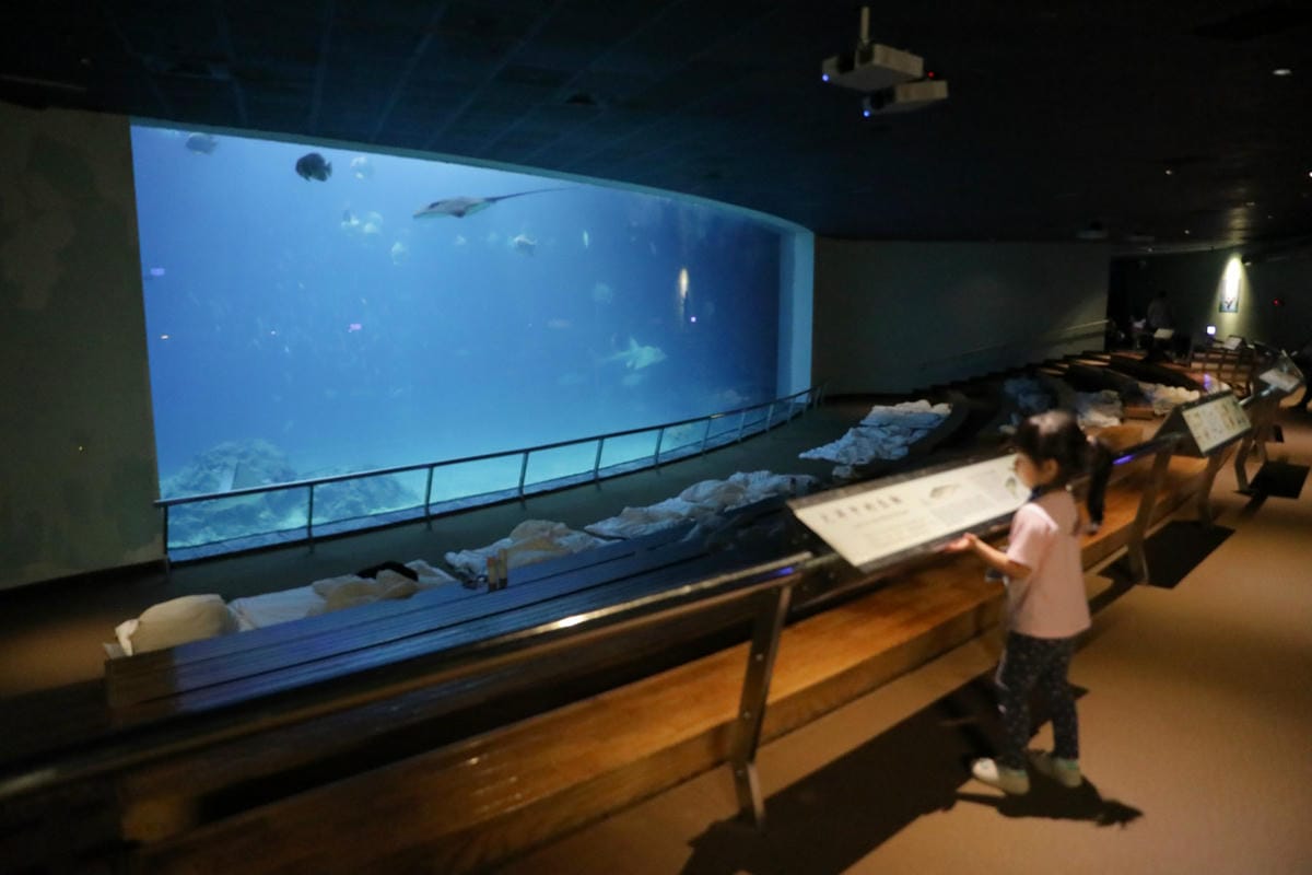 屏東親子旅遊推薦! 夜宿海生館 與魚兒共眠 住宿屏東海生館,後場飼育體驗+夜間探索+潮間帶生態觀察 - 第50張圖 屏東親子旅遊推薦! 夜宿海生館 與魚兒共眠 住宿屏東海生館,後場飼育體驗+夜間探索+潮間帶生態觀察