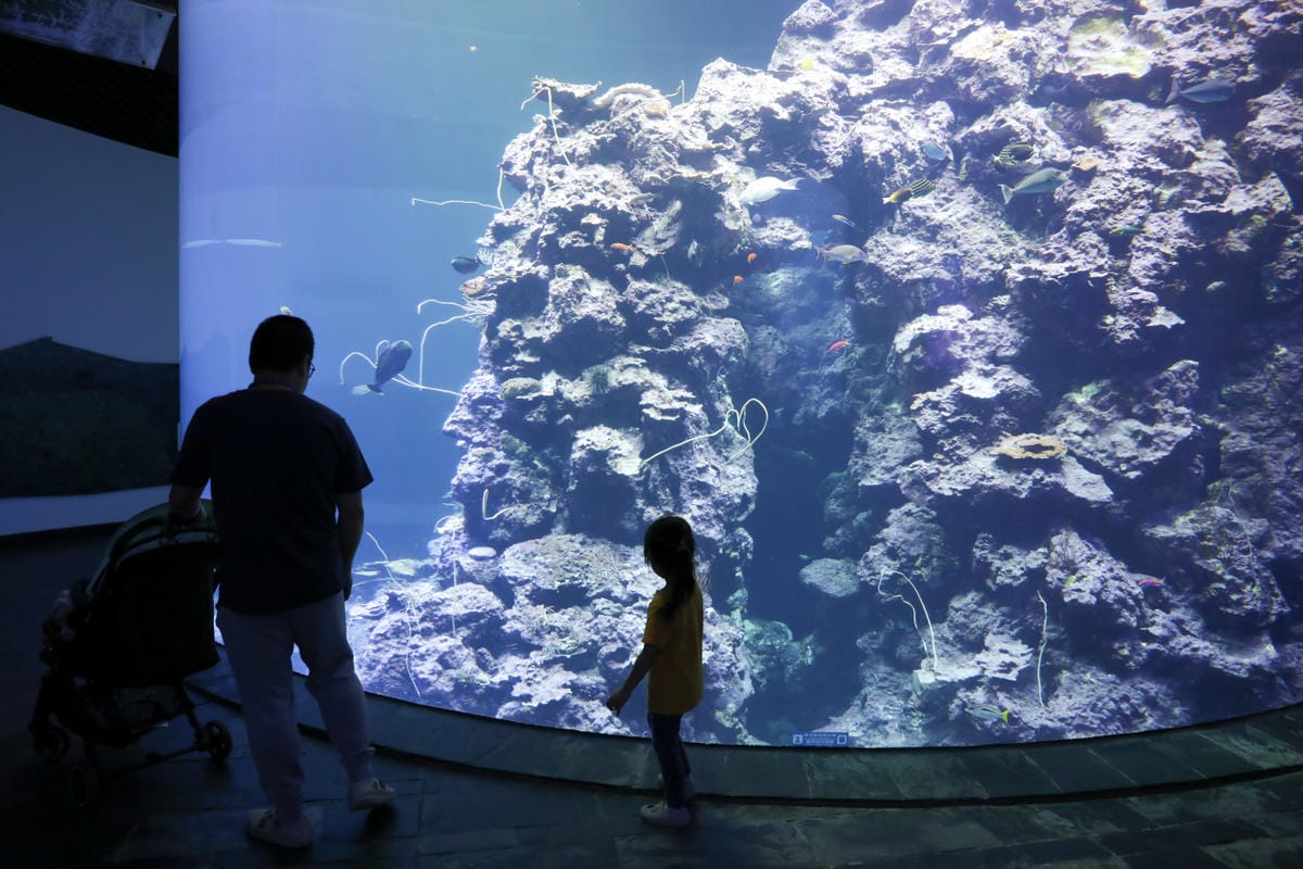 屏東親子旅遊推薦! 夜宿海生館 與魚兒共眠 住宿屏東海生館,後場飼育體驗+夜間探索+潮間帶生態觀察 - 第55張圖 屏東親子旅遊推薦! 夜宿海生館 與魚兒共眠 住宿屏東海生館,後場飼育體驗+夜間探索+潮間帶生態觀察