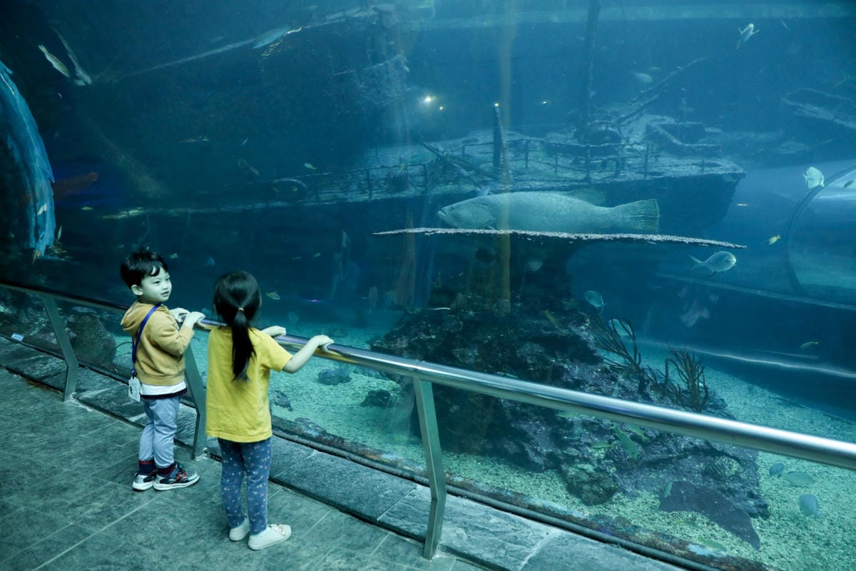 屏東親子旅遊推薦! 夜宿海生館 與魚兒共眠 住宿屏東海生館,後場飼育體驗+夜間探索+潮間帶生態觀察 - 第56張圖 屏東親子旅遊推薦! 夜宿海生館 與魚兒共眠 住宿屏東海生館,後場飼育體驗+夜間探索+潮間帶生態觀察