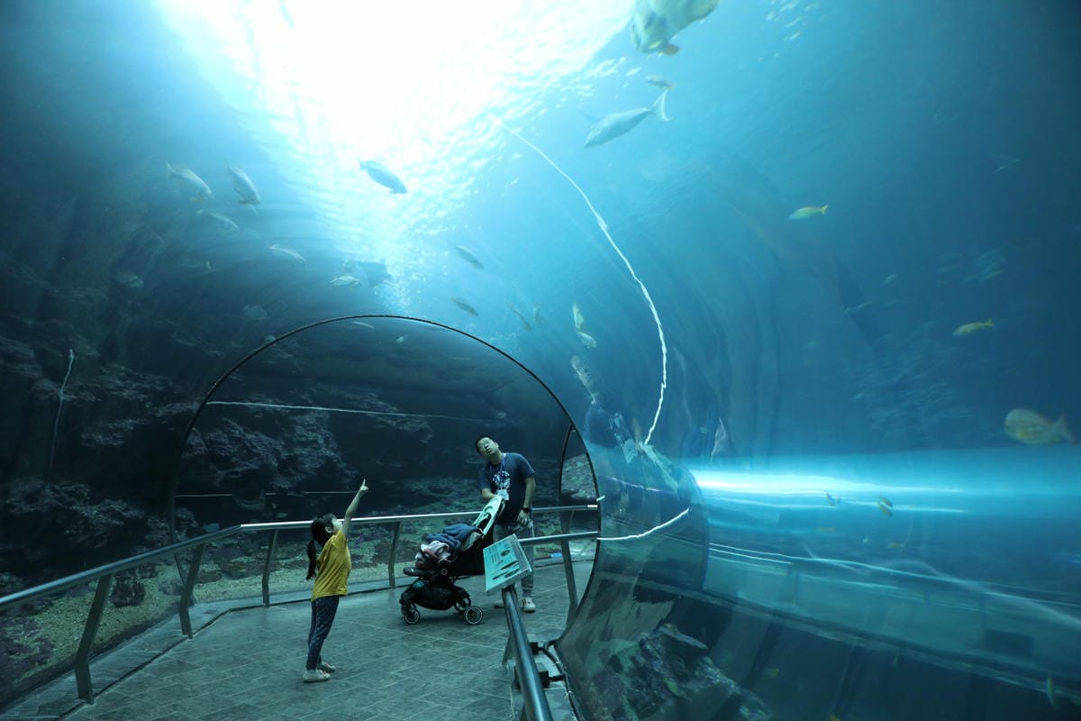 屏東親子旅遊推薦! 夜宿海生館 與魚兒共眠 住宿屏東海生館,後場飼育體驗+夜間探索+潮間帶生態觀察 - 第58張圖 屏東親子旅遊推薦! 夜宿海生館 與魚兒共眠 住宿屏東海生館,後場飼育體驗+夜間探索+潮間帶生態觀察