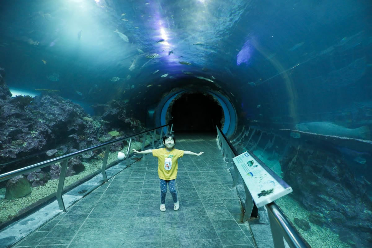 屏東親子旅遊推薦! 夜宿海生館 與魚兒共眠 住宿屏東海生館,後場飼育體驗+夜間探索+潮間帶生態觀察 - 第57張圖 屏東親子旅遊推薦! 夜宿海生館 與魚兒共眠 住宿屏東海生館,後場飼育體驗+夜間探索+潮間帶生態觀察