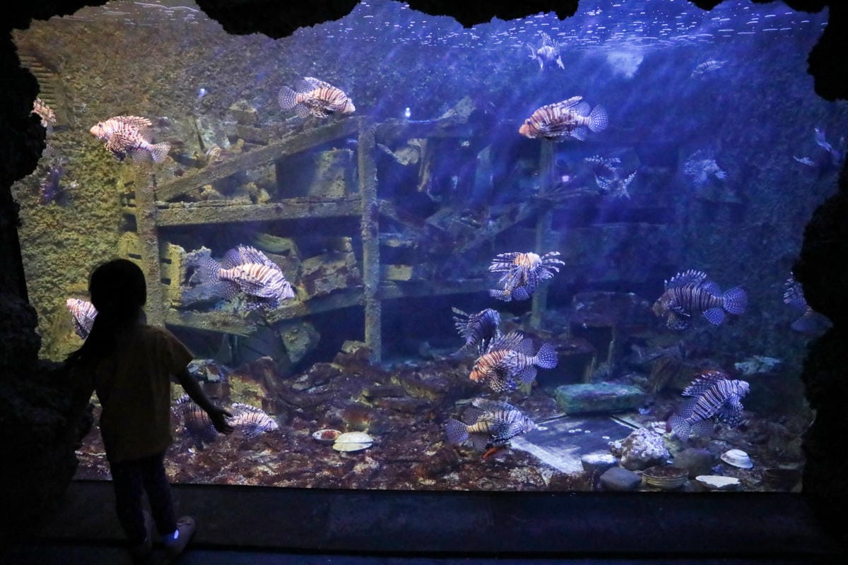 屏東親子旅遊推薦! 夜宿海生館 與魚兒共眠 住宿屏東海生館,後場飼育體驗+夜間探索+潮間帶生態觀察 - 第59張圖 屏東親子旅遊推薦! 夜宿海生館 與魚兒共眠 住宿屏東海生館,後場飼育體驗+夜間探索+潮間帶生態觀察