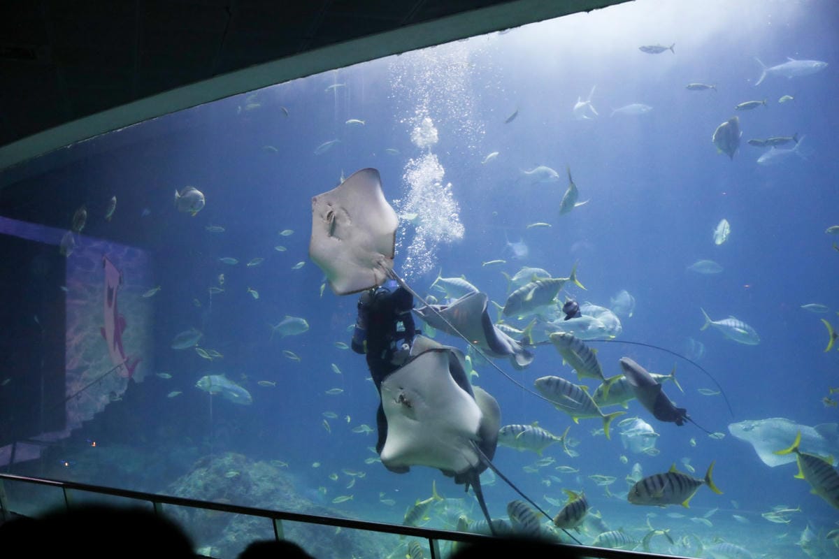 屏東親子旅遊推薦! 夜宿海生館 與魚兒共眠 住宿屏東海生館,後場飼育體驗+夜間探索+潮間帶生態觀察 - 第1張圖 屏東親子旅遊推薦! 夜宿海生館 與魚兒共眠 住宿屏東海生館,後場飼育體驗+夜間探索+潮間帶生態觀察