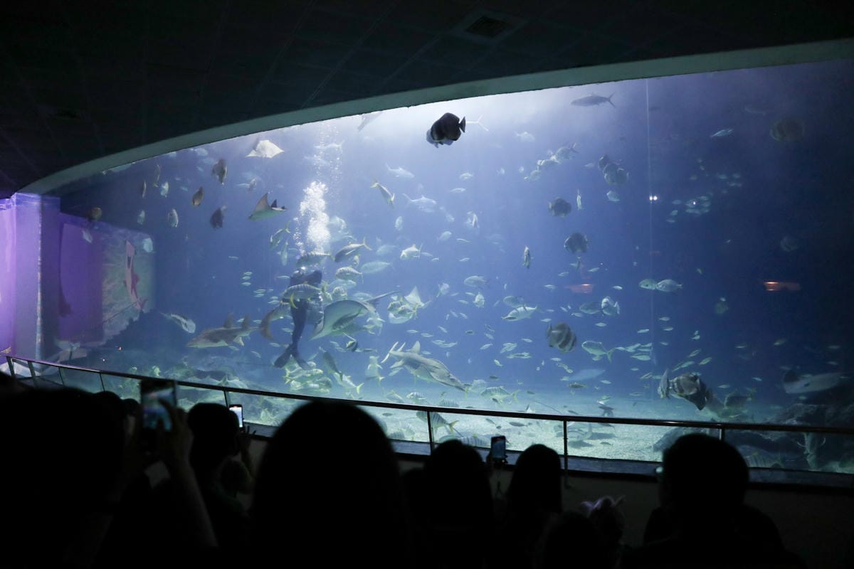 屏東親子旅遊推薦! 夜宿海生館 與魚兒共眠 住宿屏東海生館,後場飼育體驗+夜間探索+潮間帶生態觀察 - 第52張圖 屏東親子旅遊推薦! 夜宿海生館 與魚兒共眠 住宿屏東海生館,後場飼育體驗+夜間探索+潮間帶生態觀察