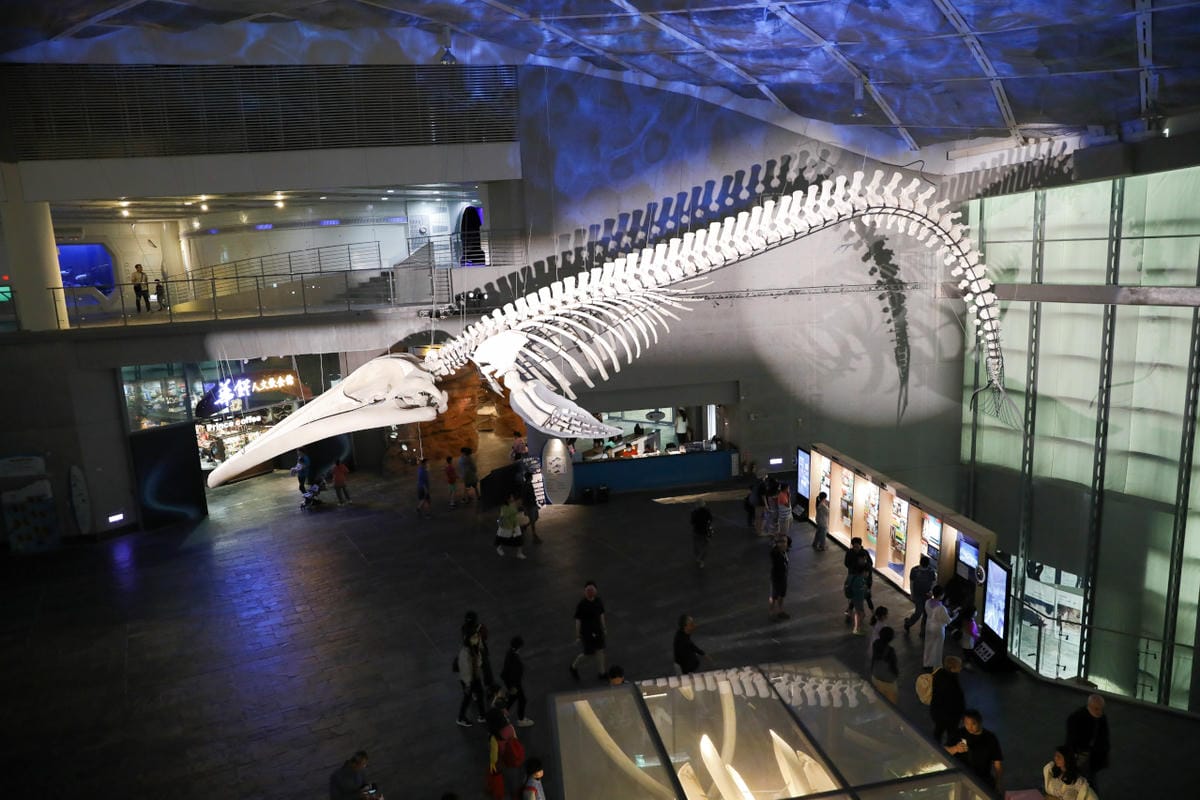 屏東親子旅遊推薦! 夜宿海生館 與魚兒共眠 住宿屏東海生館,後場飼育體驗+夜間探索+潮間帶生態觀察 - 第69張圖 屏東親子旅遊推薦! 夜宿海生館 與魚兒共眠 住宿屏東海生館,後場飼育體驗+夜間探索+潮間帶生態觀察