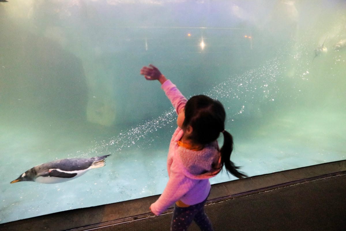 屏東親子旅遊推薦! 夜宿海生館 與魚兒共眠 住宿屏東海生館,後場飼育體驗+夜間探索+潮間帶生態觀察 - 第72張圖 屏東親子旅遊推薦! 夜宿海生館 與魚兒共眠 住宿屏東海生館,後場飼育體驗+夜間探索+潮間帶生態觀察