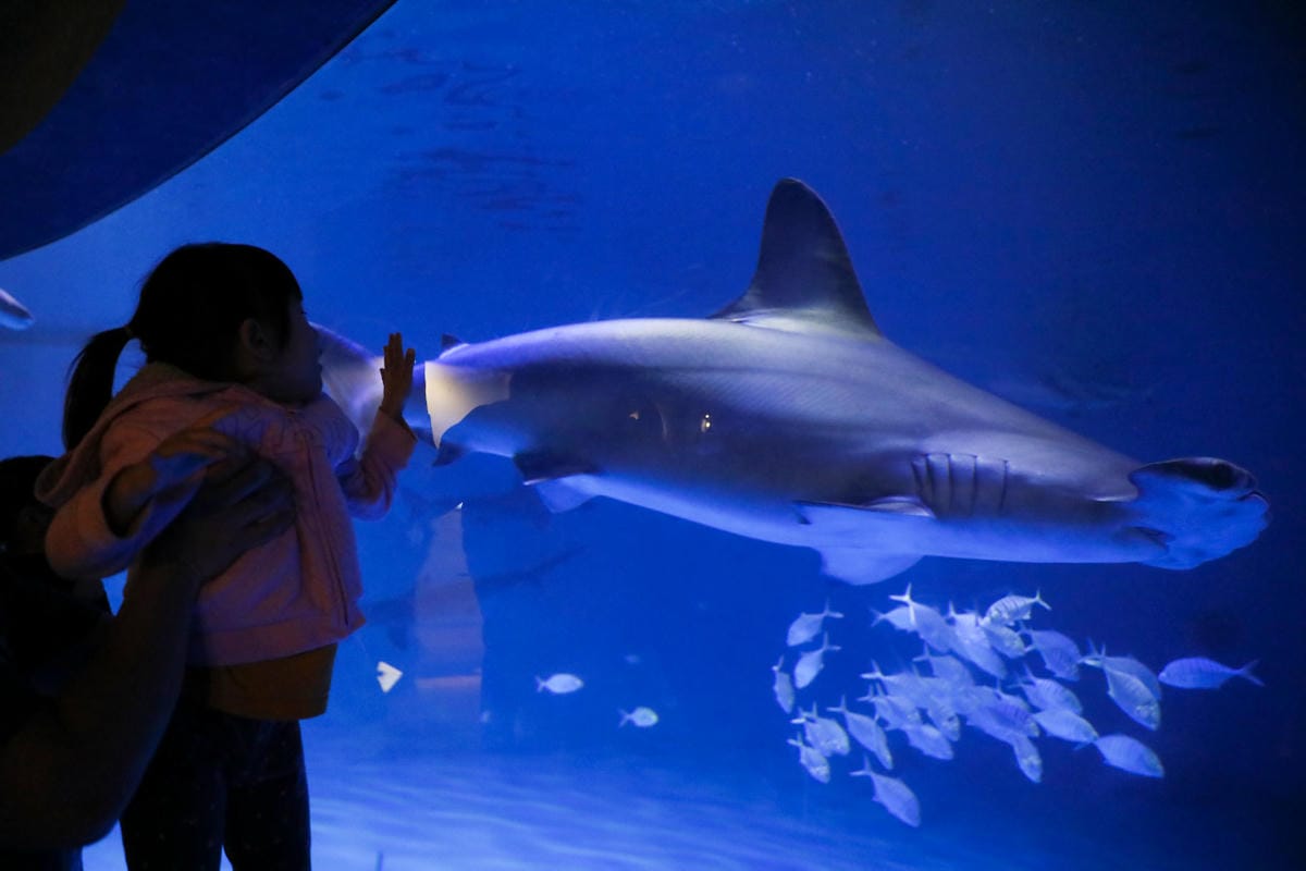 屏東親子旅遊推薦! 夜宿海生館 與魚兒共眠 住宿屏東海生館,後場飼育體驗+夜間探索+潮間帶生態觀察 - 第73張圖 屏東親子旅遊推薦! 夜宿海生館 與魚兒共眠 住宿屏東海生館,後場飼育體驗+夜間探索+潮間帶生態觀察