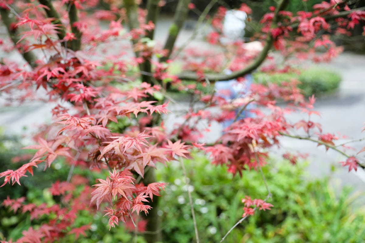 蟬說：暖硫 陽明山溫泉露營推薦! 台北懶人露營一泊二食+圍爐煮茶,帳篷內獨立衛浴