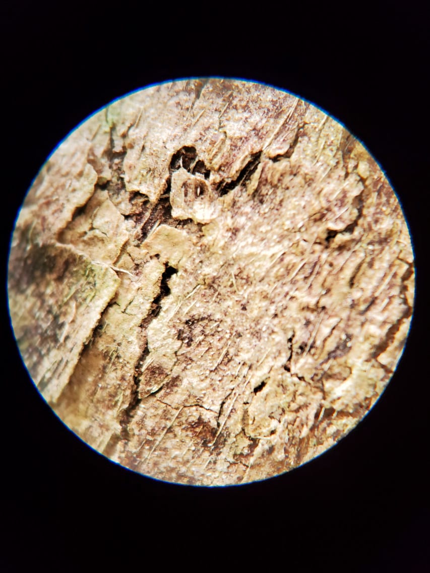 遇見未來 APEXEL TeleMacro 6 倍變焦長焦微距二合一鏡頭-APL-TM6 野外觀察拍攝必備推薦!