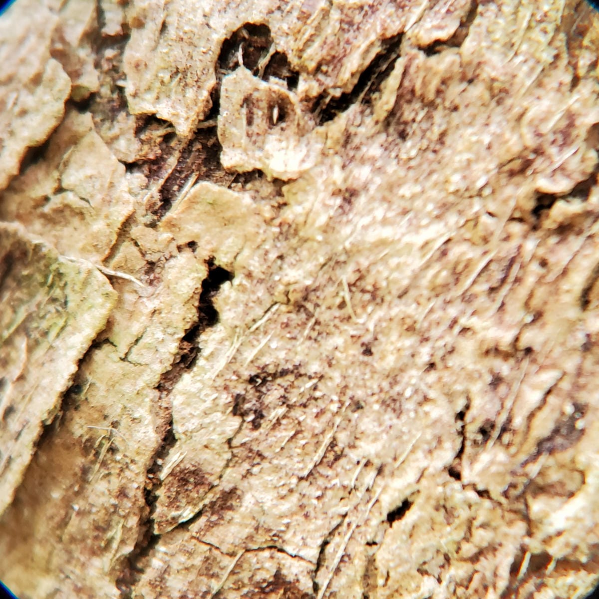 遇見未來 APEXEL TeleMacro 6 倍變焦長焦微距二合一鏡頭-APL-TM6 野外觀察拍攝必備推薦!