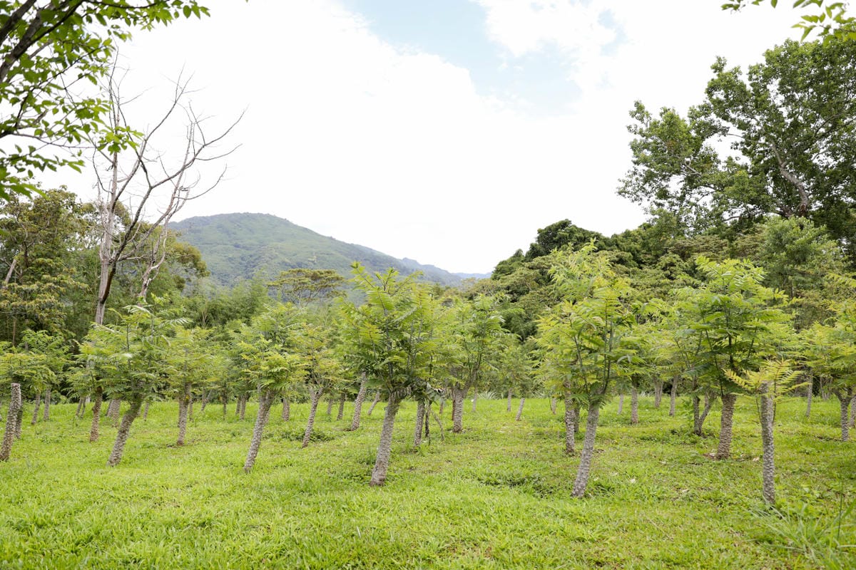 2025拉拉山新景點 桃園復興鄉秘境住宿-吾都景觀民宿 基拉耳山莊 原生菜培育吾都生態園區 - 第40張圖 2025拉拉山新景點 桃園復興鄉秘境住宿-吾都景觀民宿 基拉耳山莊 原生菜培育吾都生態園區