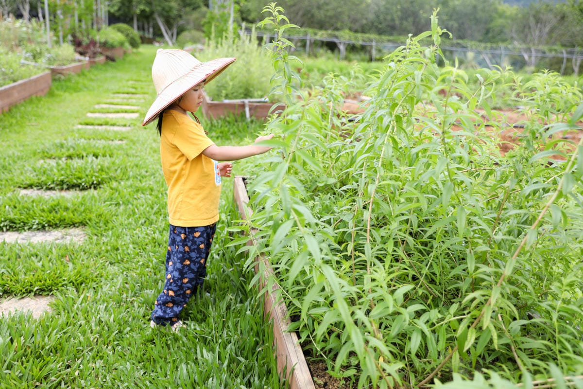 2025拉拉山新景點 桃園復興鄉秘境住宿-吾都景觀民宿 基拉耳山莊 原生菜培育吾都生態園區 - 第45張圖 2025拉拉山新景點 桃園復興鄉秘境住宿-吾都景觀民宿 基拉耳山莊 原生菜培育吾都生態園區