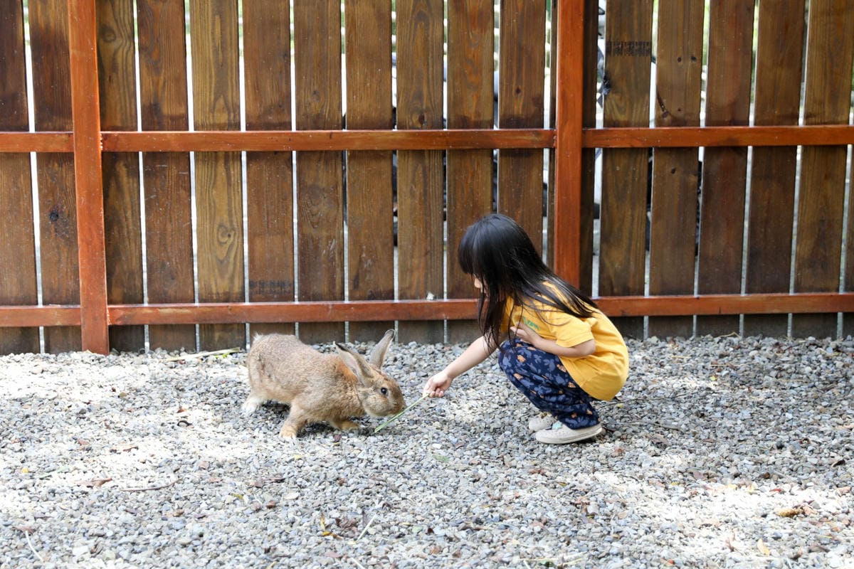 新月塢溫泉會館二訪 夏日夜湯 新竹內灣尖石湯屋泡溫泉推薦! 親子可愛動物區餵食互動體驗