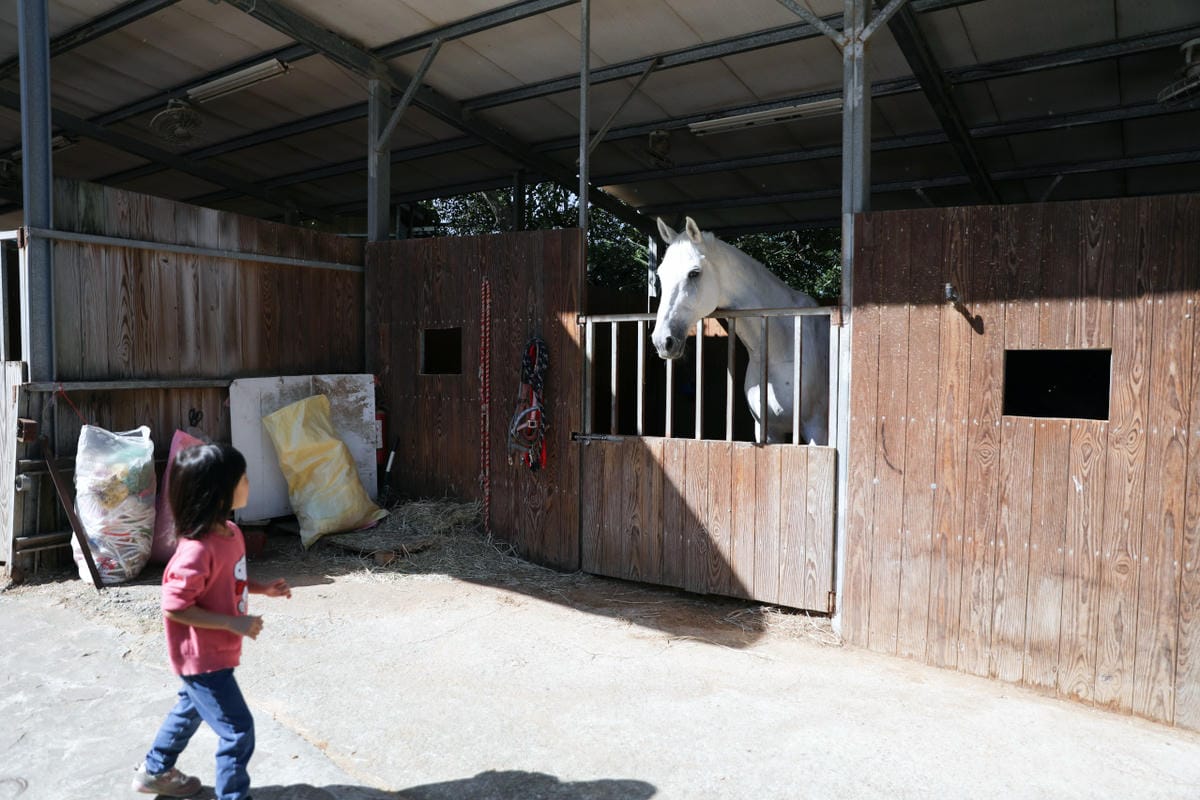 台北親子騎馬體驗推薦! 淡水佑昇馬術中心 一日小小騎士馬術體驗課程