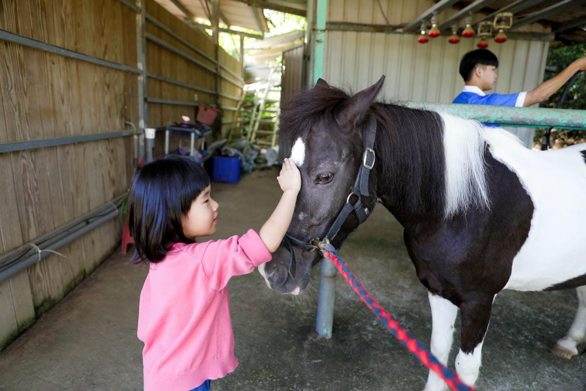 台北親子騎馬體驗推薦! 淡水佑昇馬術中心 一日小小騎士馬術體驗課程