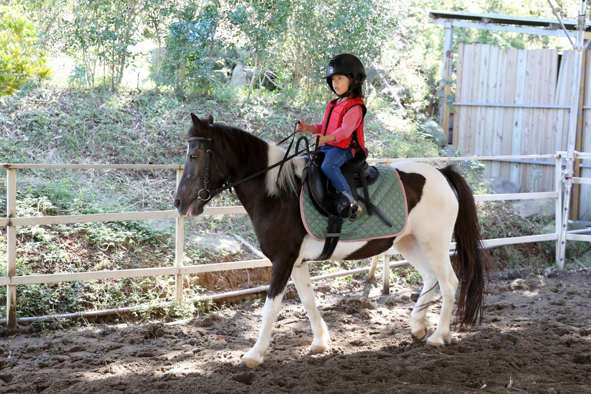 台北親子騎馬體驗推薦! 淡水佑昇馬術中心 一日小小騎士馬術體驗課程