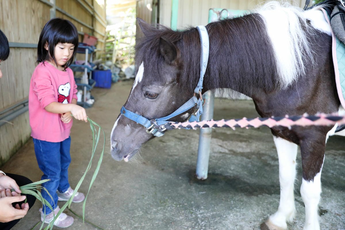台北親子騎馬體驗推薦! 淡水佑昇馬術中心 一日小小騎士馬術體驗課程
